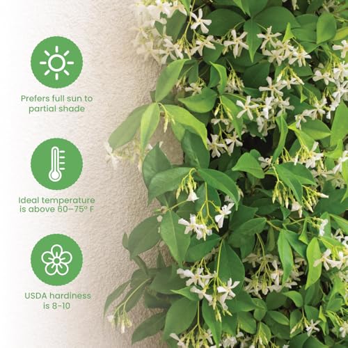 Live Confederate Jasmine (Confederate / 6-Inch Pot)
