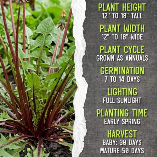 Garnet Stem Dandelion Seeds to Plant Heirloom & Non (5 Packs)