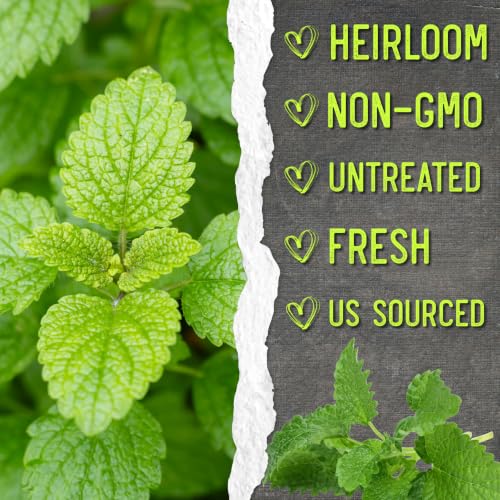 Lemon Balm Seeds to Plant Heirloom Non (5 Packs)