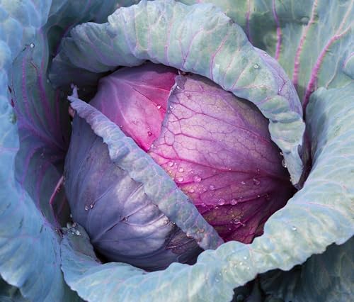 200+ Red Acre Cabbage Seeds for Planting Outdoors