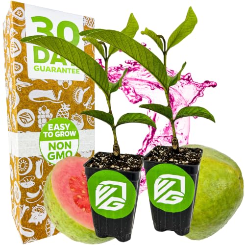 Bright Pink Guava Tree (Bright Pink Guava)