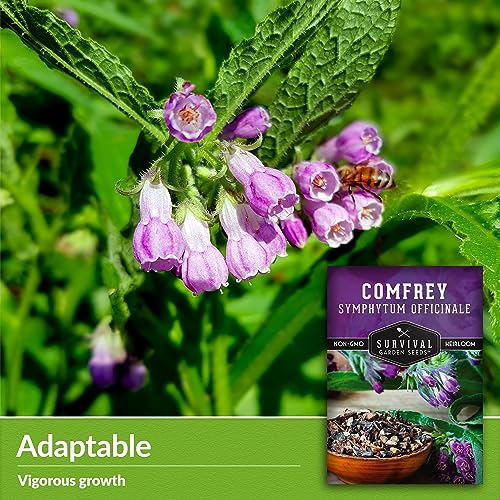 Comfrey Seeds (3 Count)