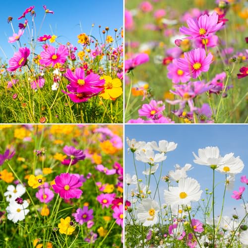 10 Varieties Cosmos Seeds