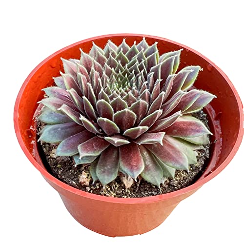 Sempervivum 'Stansfieldii' (Sempervivum 'Stansfieldii')