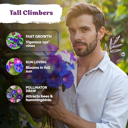 50 Tall Morning Glory Seeds Mix
