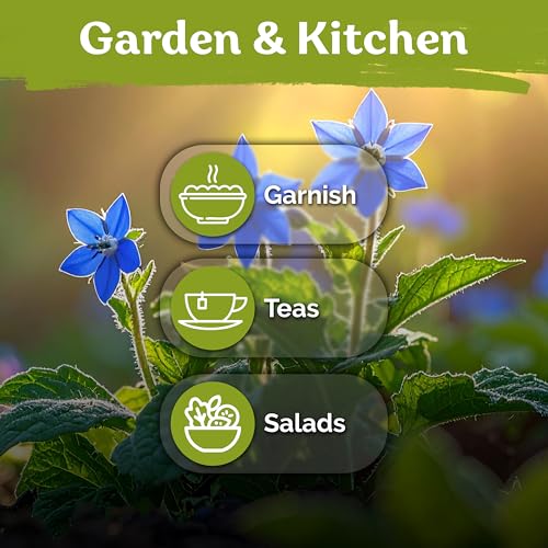 150 Borage Heirloom Herb Seeds for Planting