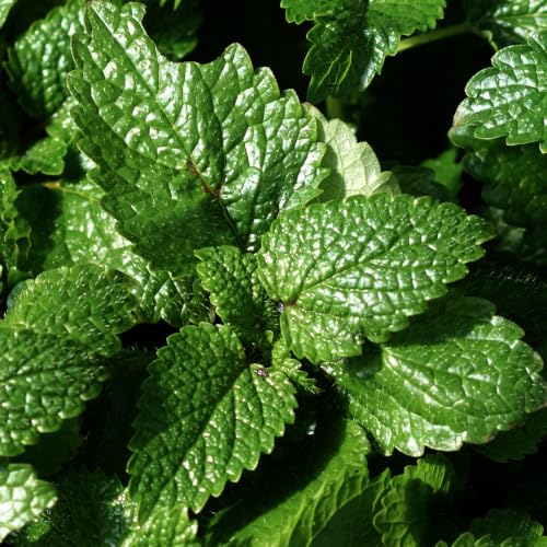 Lemon Balm Seeds to Plant Heirloom Non (5 Packs)