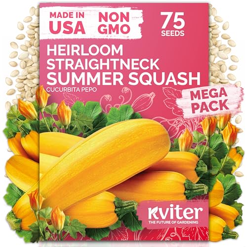 75 Straight Neck Squash Heirloom Vegetable Seeds