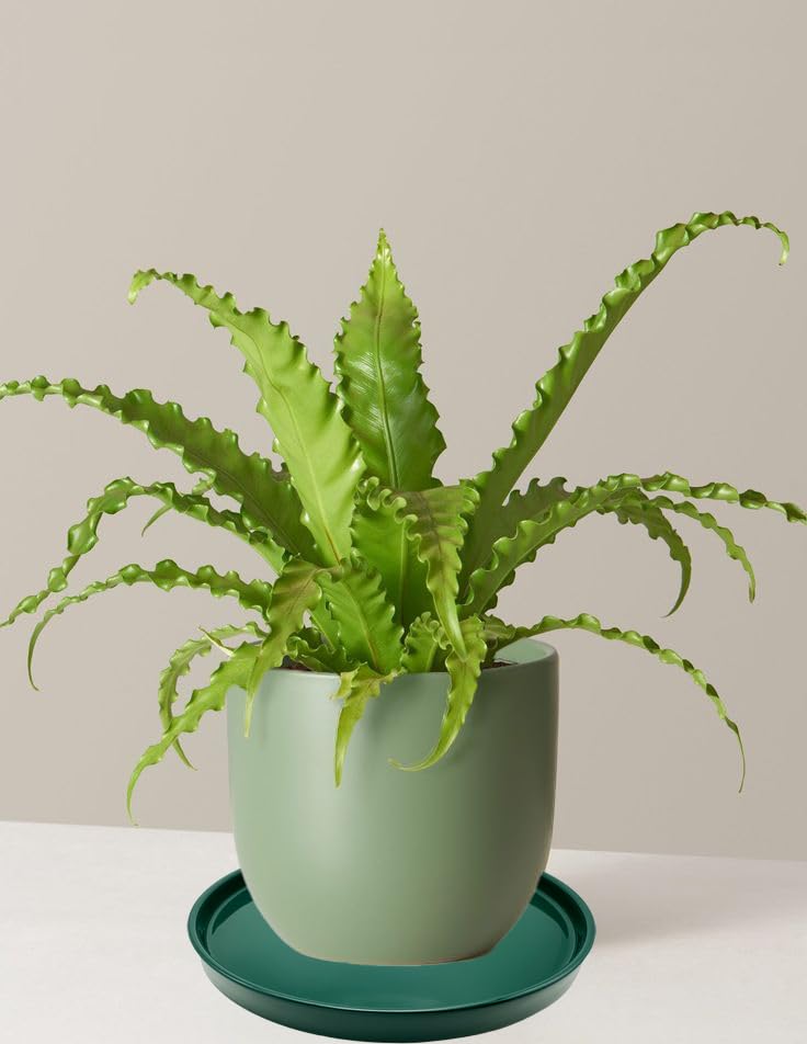 Ceramic Plant Saucer Tray 2 Pcs 6.4 Inch Green