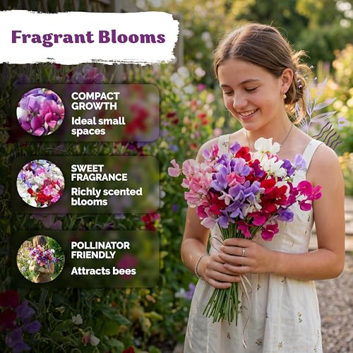 50 Knee High Sweet Pea Heirloom Flower Seeds