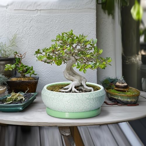 Bonsai Pots 10 Inch Ceramic Succulent Pot with Drainage Hole and Plant Saucer (10 Inch / Bright Green-white)