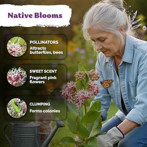 150 Showy Milkweed Heirloom Flower Seeds for Planting