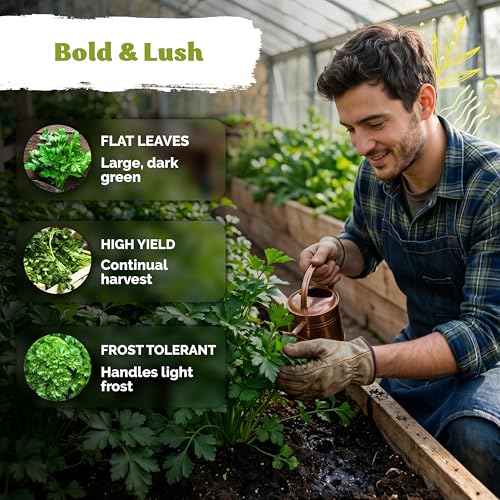 700 Italian Giant Parsley Heirloom Herb Seeds