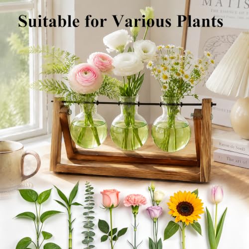 Plant Terrarium Kit with Wooden Stand 3 Gradient Green Bulb Vases (Green)