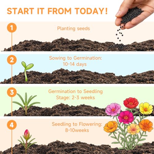 23500+ Mixed Moss Rose Seeds