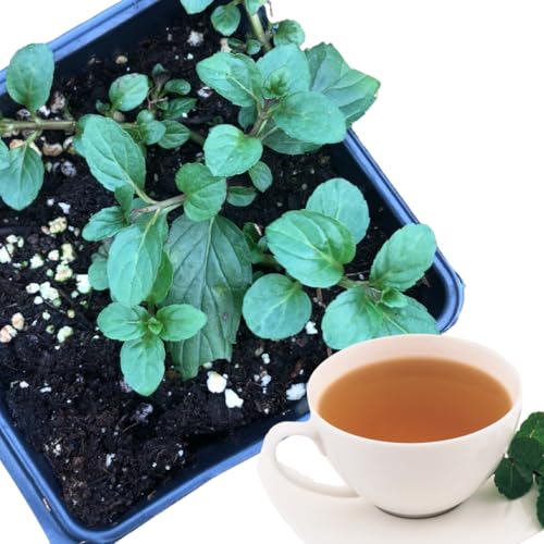 Organic Mint Plant