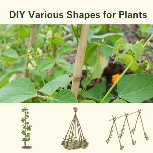 50pcs Bamboo Stakes 7FT (7FT, Pack of 50)
