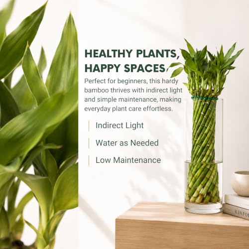 Live Hurricane Bamboo Plant