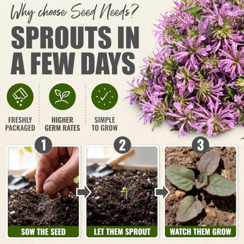 Lemon Mint Seeds to Plant Annual Heirloom Non (5 Packs)