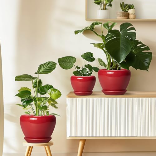 6 Inch Plant Pot (6 Inch / Glossy Red)