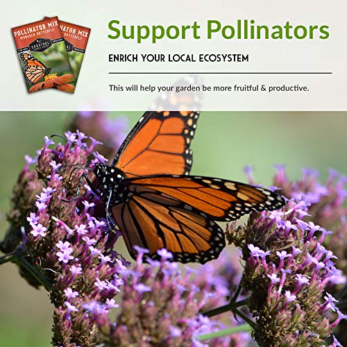 Butterfly and Bee Flower Seeds for Planting