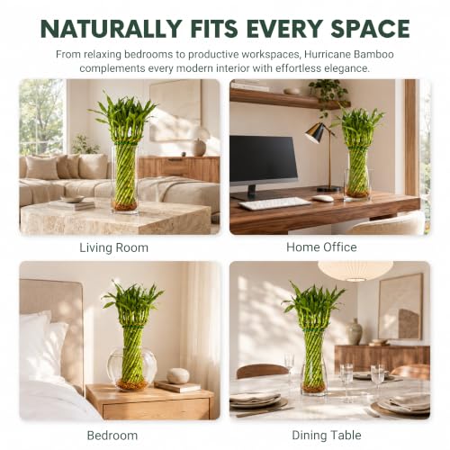 Live Hurricane Bamboo Plant