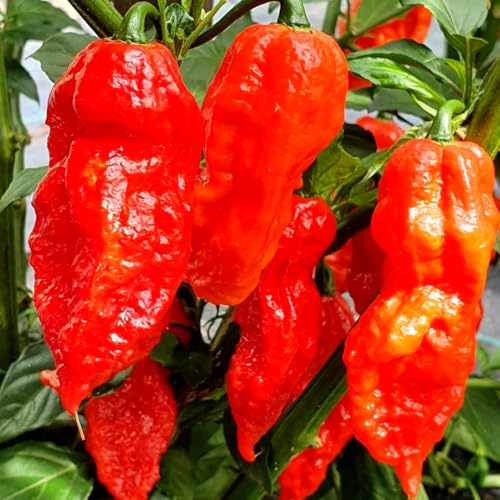 Ghost Pepper Bhut Jolokia Plants Live (Bhut Jolokia Chile Ghost Pepper)