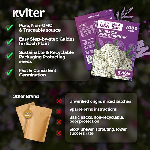 7 000 White Yarrow Heirloom Flower Seeds for Planting