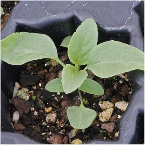 Sapphire Sage Seeds to Plant Blue Salvia Flowers 5 Packs (5 Count)