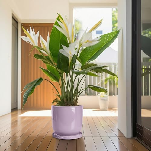 Plant Plates to Catch Water (9.3 Inch / Purple)
