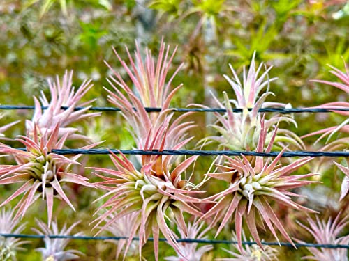Air Plants Tillandsia Ionantha Pack (12 Count)