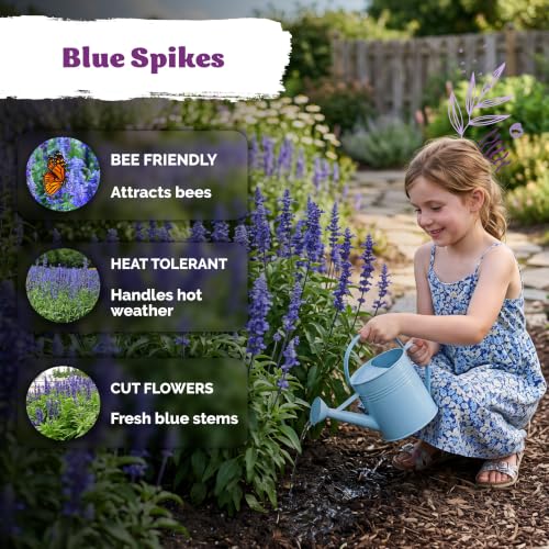1 250 Blue Sage Heirloom Flower Seeds for Planting