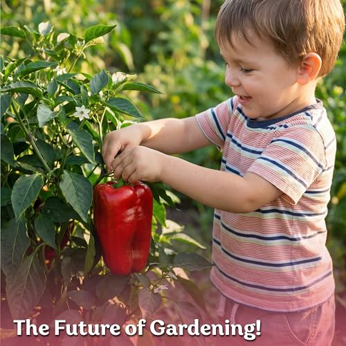 150 California Wonder Sweet Pepper Heirloom Vegetable Seeds