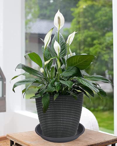 2 Pack Plant Saucer Drip Tray 11 12 inch