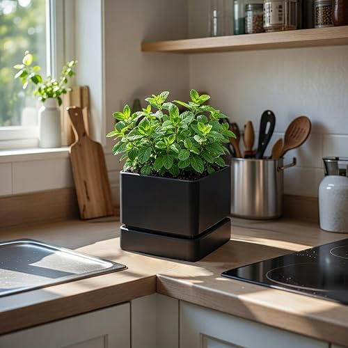 3 Pack Plastic Herb Planter Pots (3 Count)