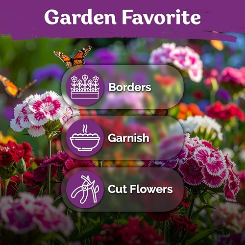 5 000 Mix Sweet William Heirloom Perennial Flower Seeds