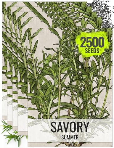 Summer Savory Seeds to Plant Heirloom Non (5 Packs)
