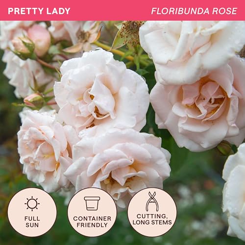 Heirloom Floribunda Roses (Pretty Lady)