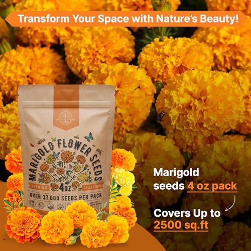 Marigold Seeds Pack 4 oz