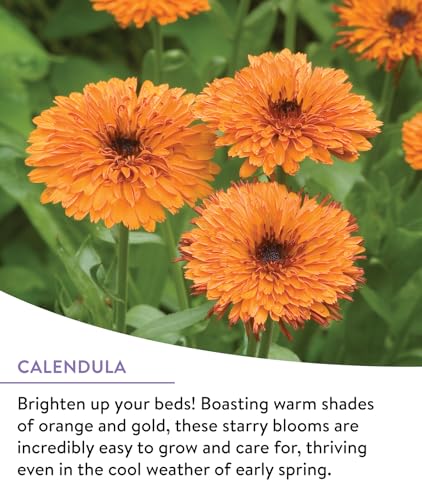 Wildflower 25