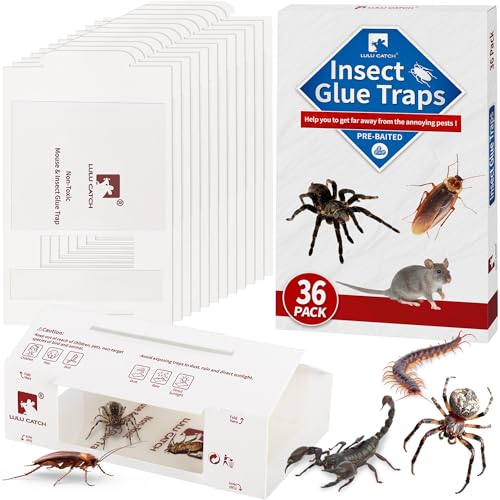 Mouse Traps 36Pack Pre (36 Pack)