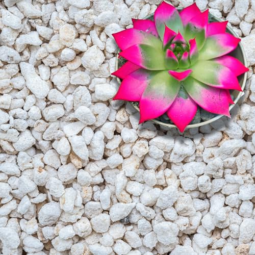 Perlite for Plants (32 Fl Oz)