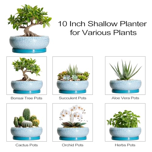 Bonsai Pots 10 Inch (10 Inch / Blue-white)