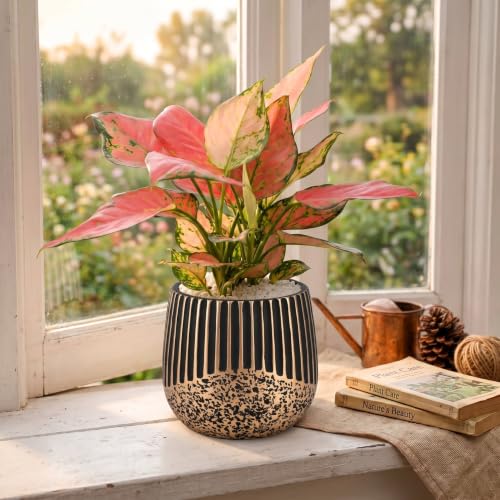 2‑Pack 6 Inch Succulent Planter Pots with Drainage Holes (Black Gold)