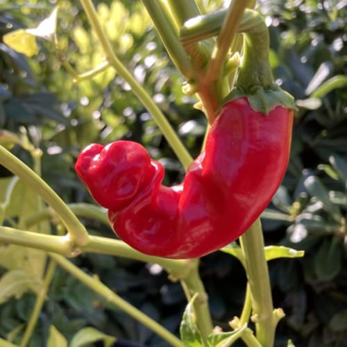 Pepper Live Plant (Hot Peter Pepper)