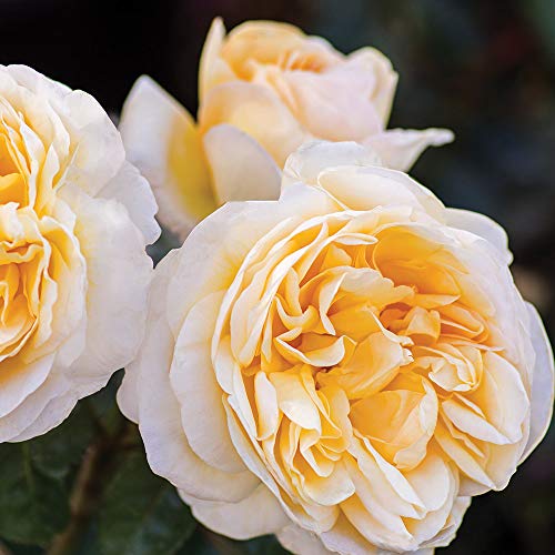 Heirloom Hybrid Tea Roses (Moonlight Romantica)