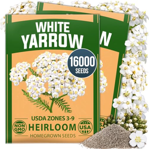 White Yarrow Seeds