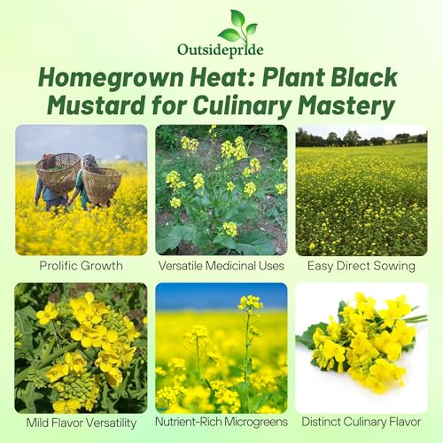 Black Mustard Seeds (5000 Count)
