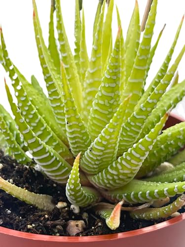 Live Succulent 4" Variegated Haworthia Fasciata (4" / Variegated Haworthia Fasciata)