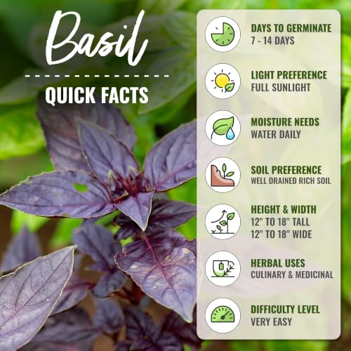 Herb Seeds to Plant Opal Basil (2 Packs)